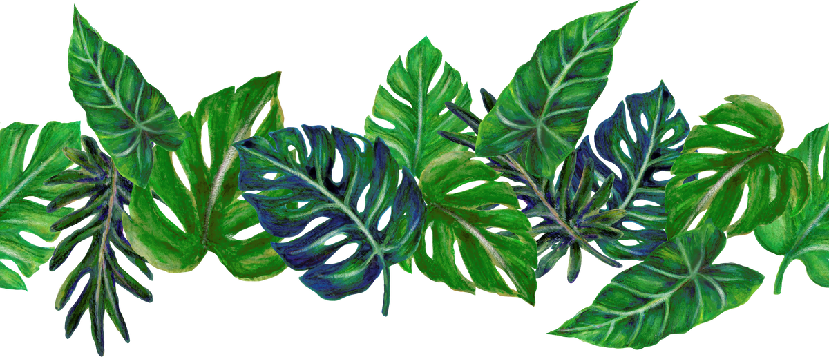 Foliage leaf tree tropical jungle monstera